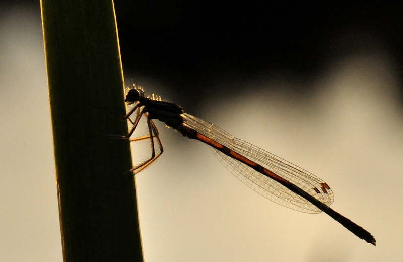 Libellule 02.jpg
