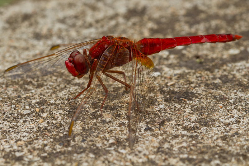 Libellule-3.jpg
