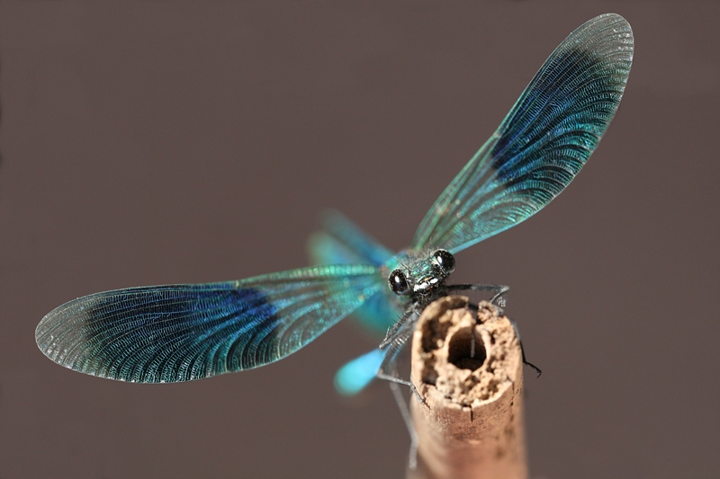 CL_agrion_eclatant_forum.jpg
