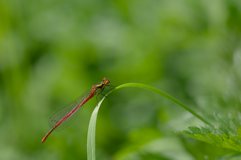 DSC_9828.jpg