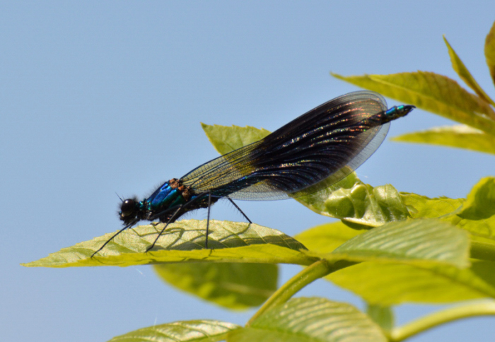 Libellule bleue_01.JPG