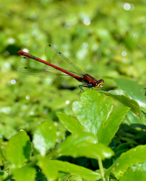Sympetrum sanguin.JPG