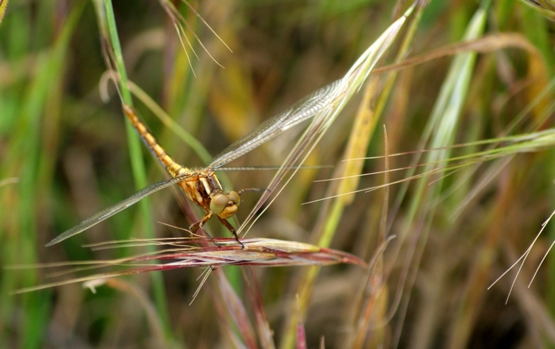 Orthetrum bleuissant compréssée 2.jpg