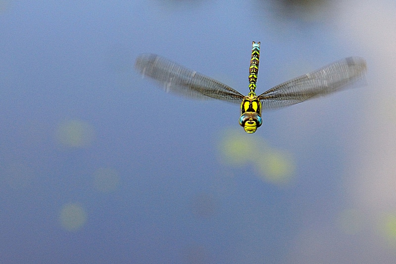 Libellule8010.jpg