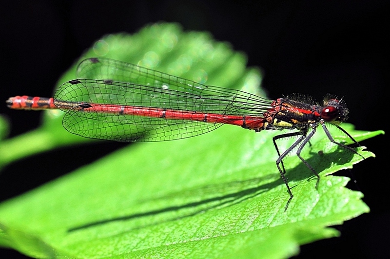 Libellule8853.jpg
