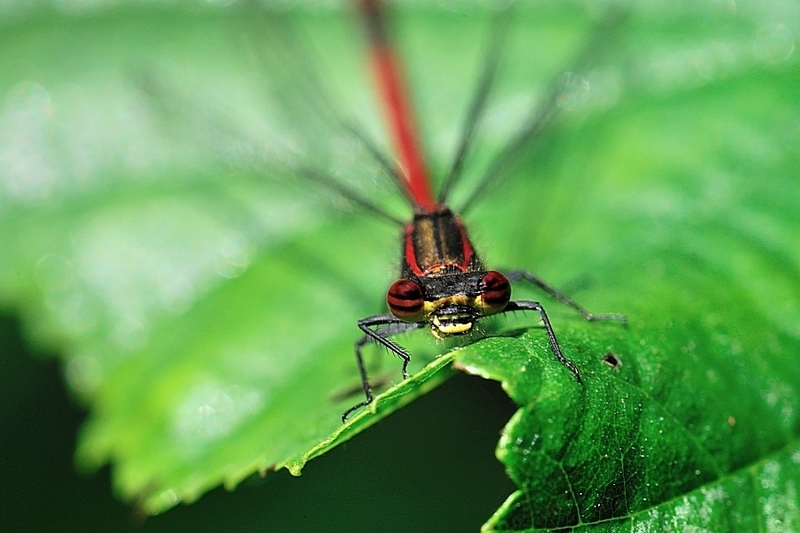 Libellule8964.jpg