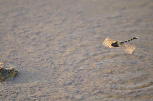 DSC_2581.JPG