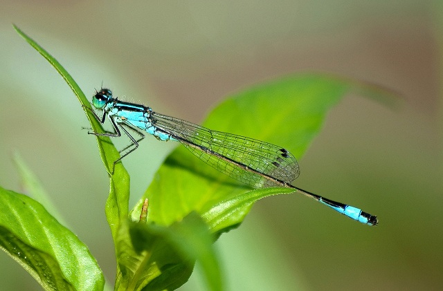 Ischnura elegans.jpg