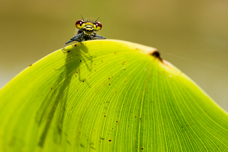 _DSC8995_20110508_Demoiselle_01.jpg