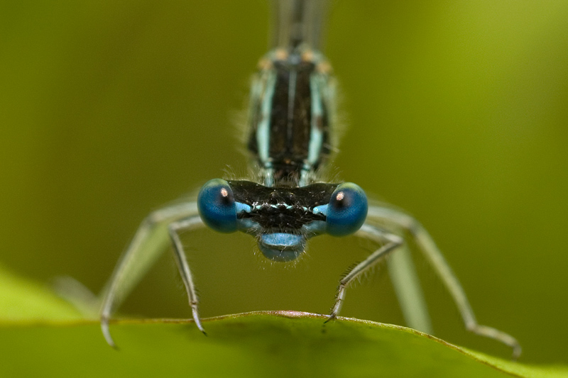 20080614 Agrion Winenne 01.jpg