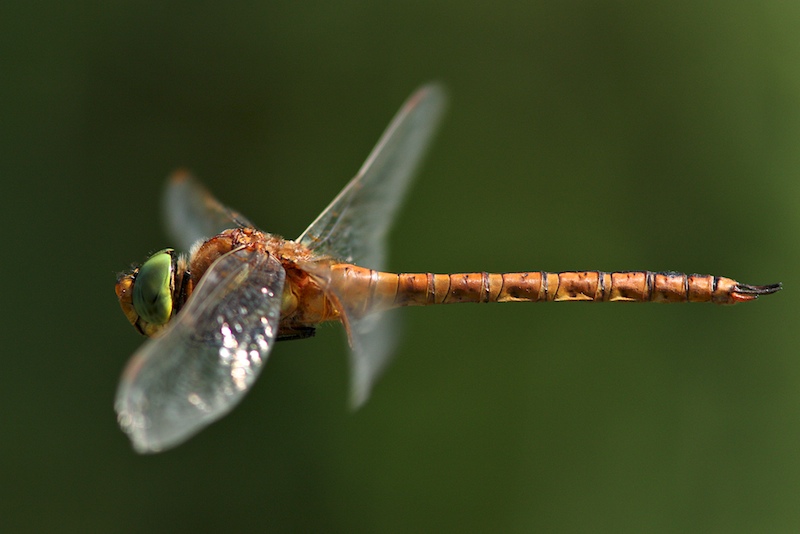 aeschne_isocele.jpg