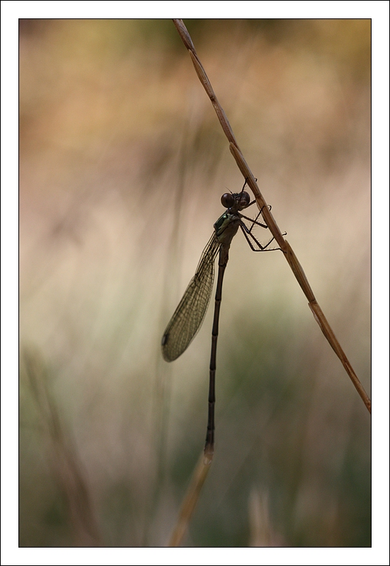 2009_B0000272_odonate_ietn.jpg