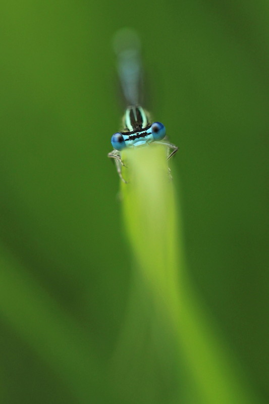 libellule1a.jpg