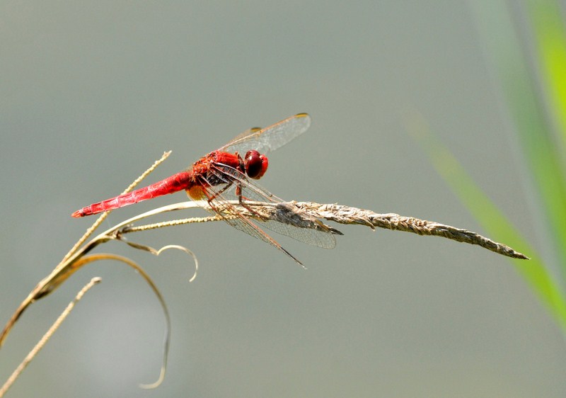 Sympetrum-rouge-sang-a25222707.jpg