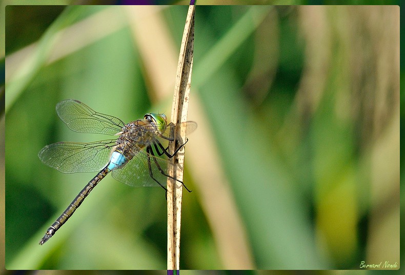 suis-pas-belle-a25232910.jpg