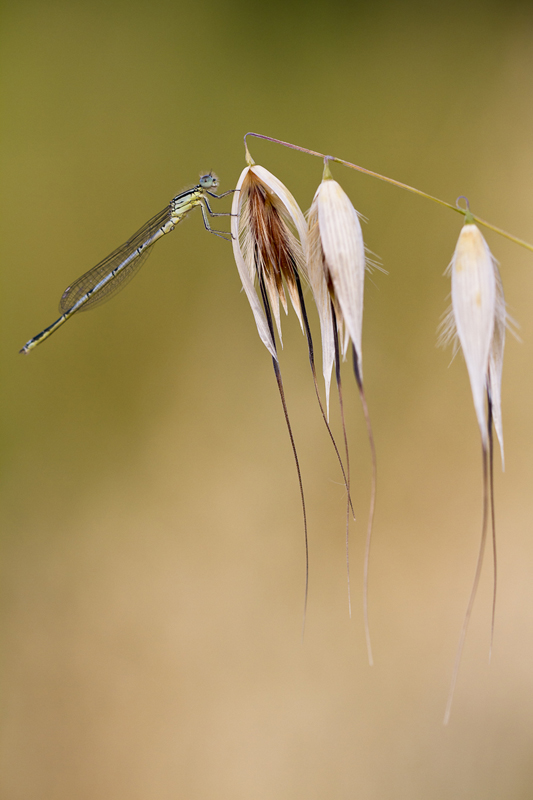 lib-IN2.jpg