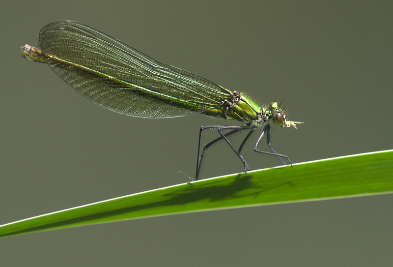 1.Agrion vert.jpg
