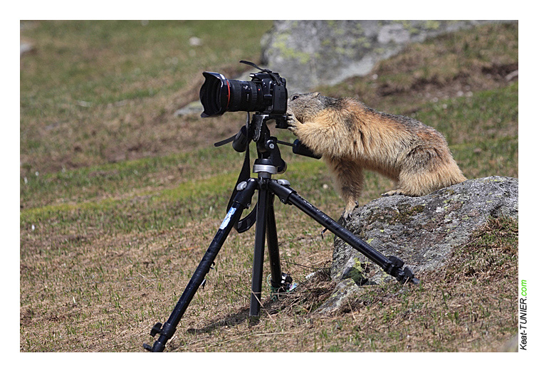 090502-Marmotte-photographe.jpg