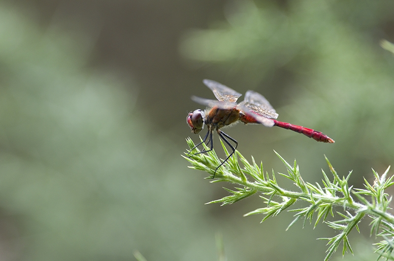 Sympetrum sanguin .jpg