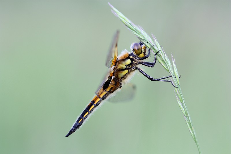 PAT 002.jpg