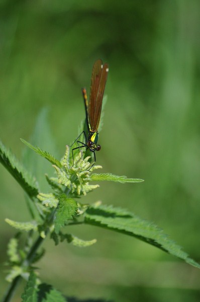 Agrion sud.JPG