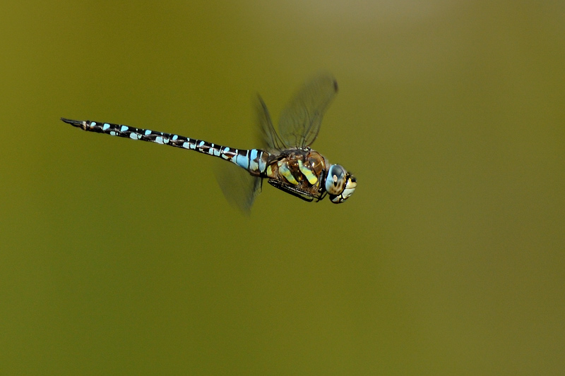 libellule_IB02685.jpg