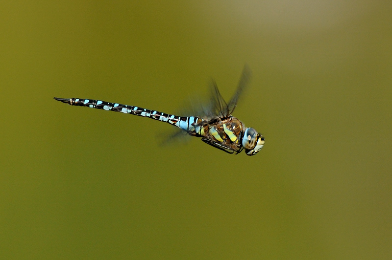 libellule_IB02684.jpg