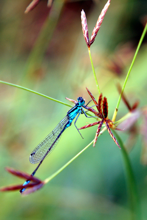 Agrion+.jpg