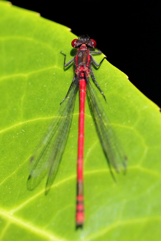2011 05 04_Macro_0003bis [800x600].jpg