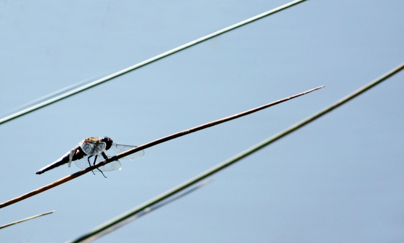 2011 05 18  0143.jpg