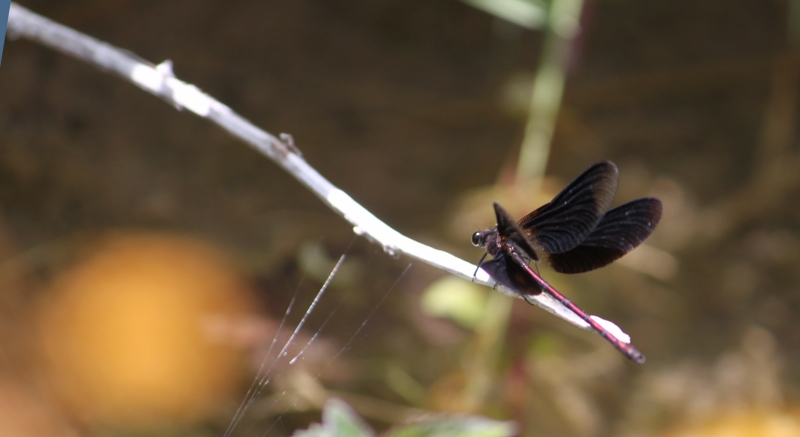 2011 07 19 0035libellule noire [800x600].jpg