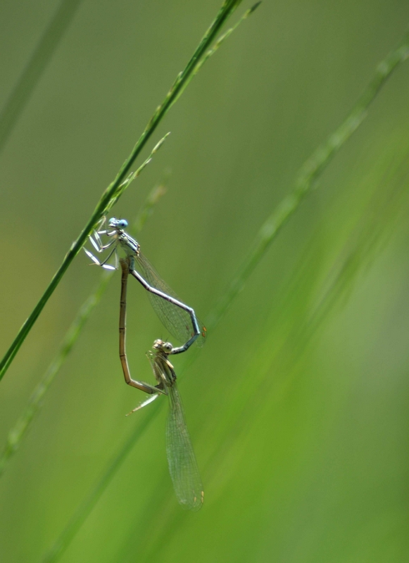 Agrion à larges pattes (Platycnemis pennipes.JPG
