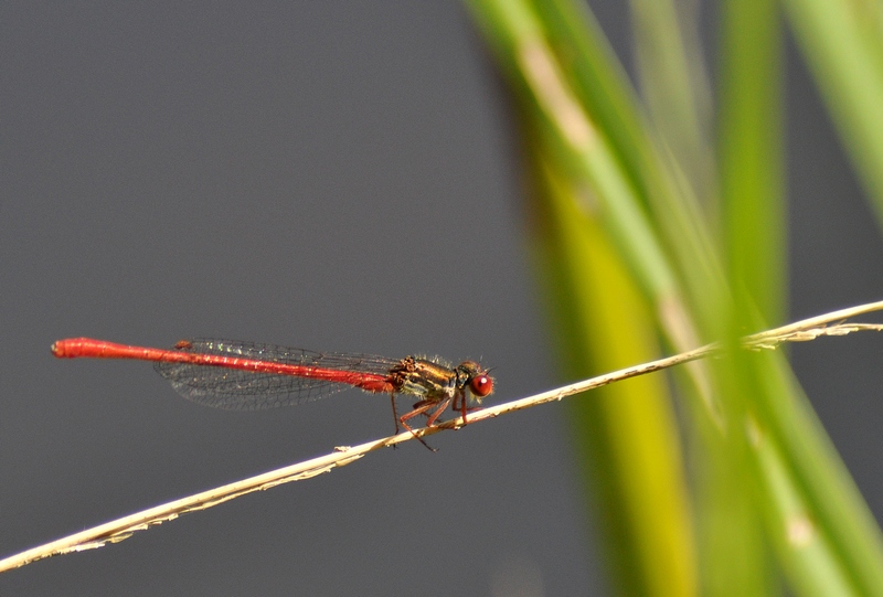 Agrion au corps de feu (Pyrrhosoma nymphula) - Copie.JPG
