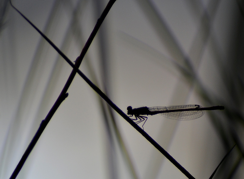 Agrion au corps de feu (Pyrrhosoma nymphula)2.JPG