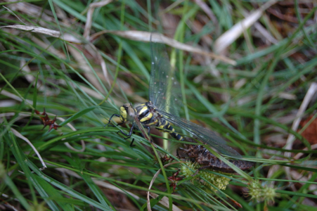 DSC_3237.jpg