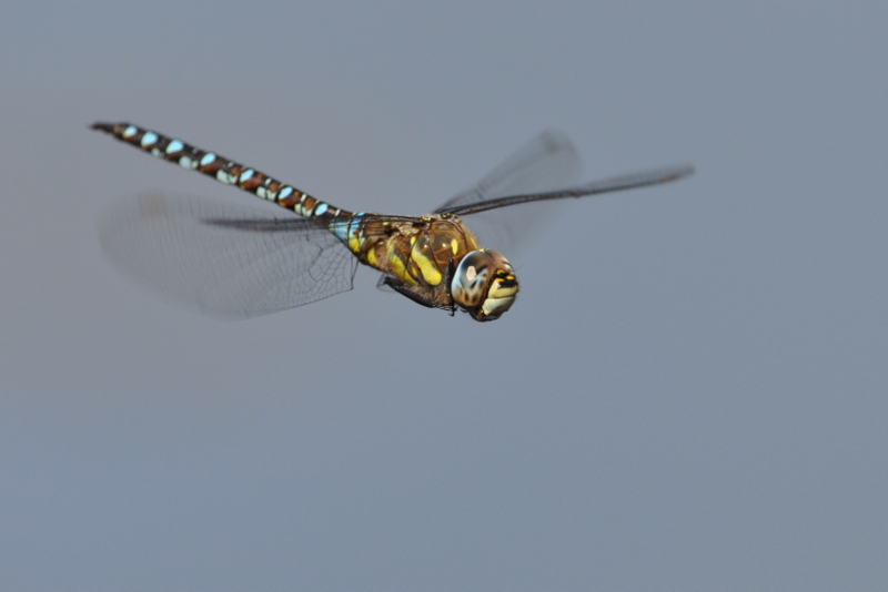 1 et 2 sept 2010 038-001.JPG