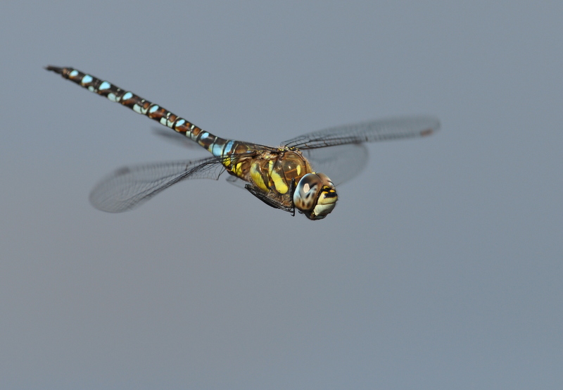 1 et 2 sept 2010 041.JPG