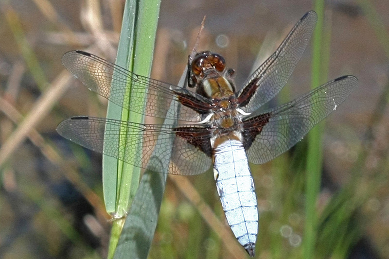 Libellula depressa M-.jpg