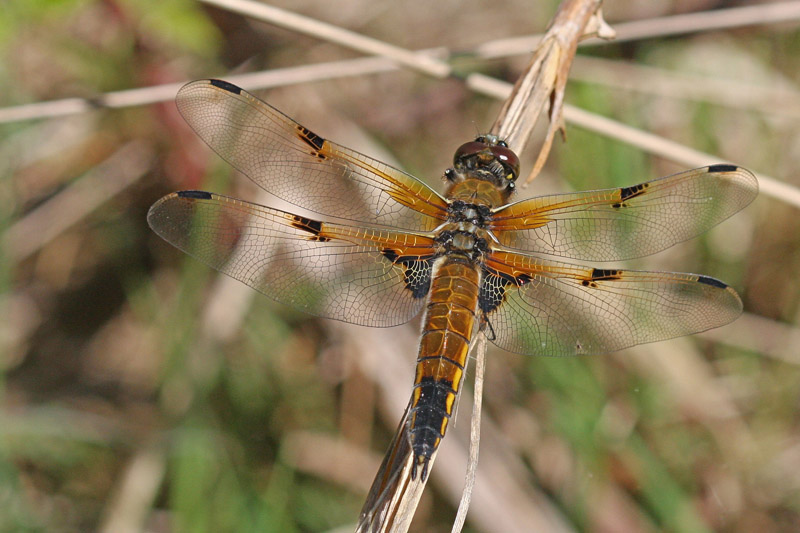 Libellula quadrimaculata F-.jpg