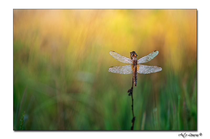 crocothemis erythraea finale.jpg