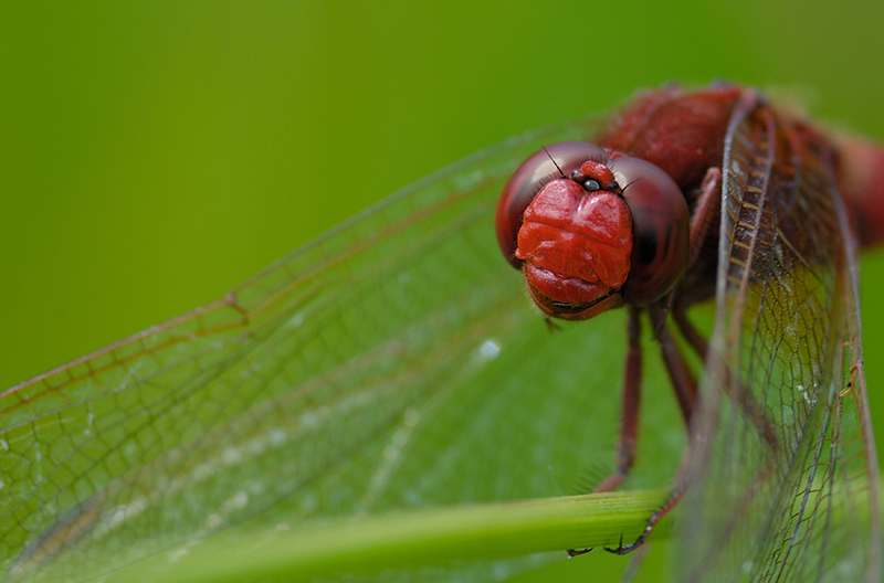 _DSC2962b_800.jpg