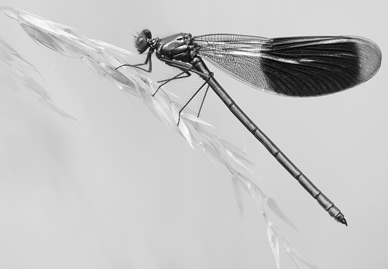 _DSC7468_800.jpg