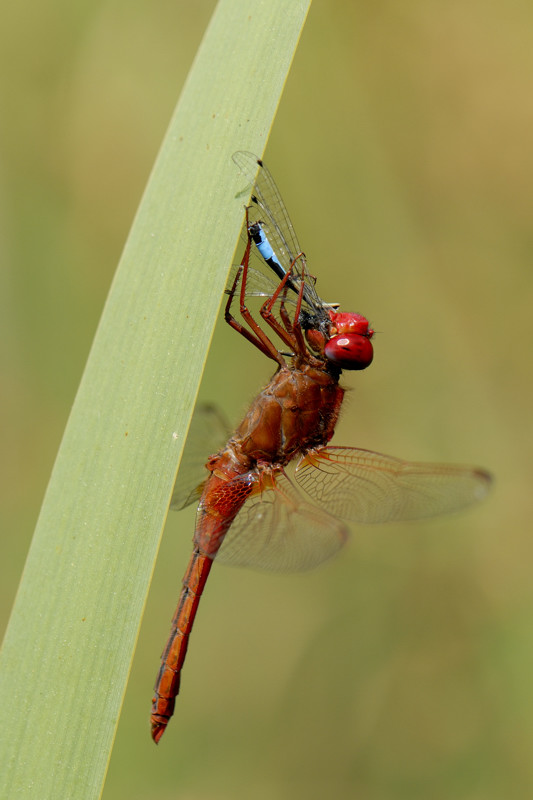 Crocothemis erythraea mangeant un Ischnura elegans.jpg