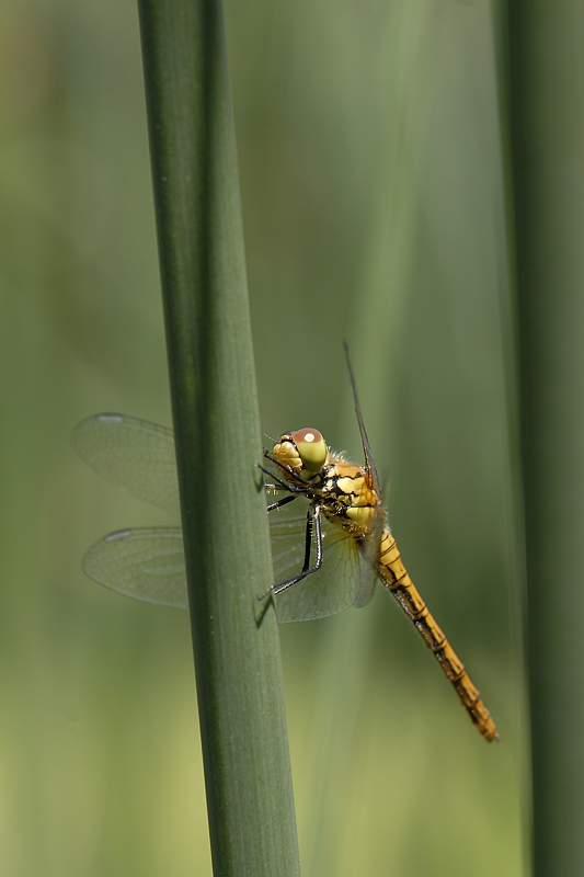 Sympetrum sanguineum.jpg
