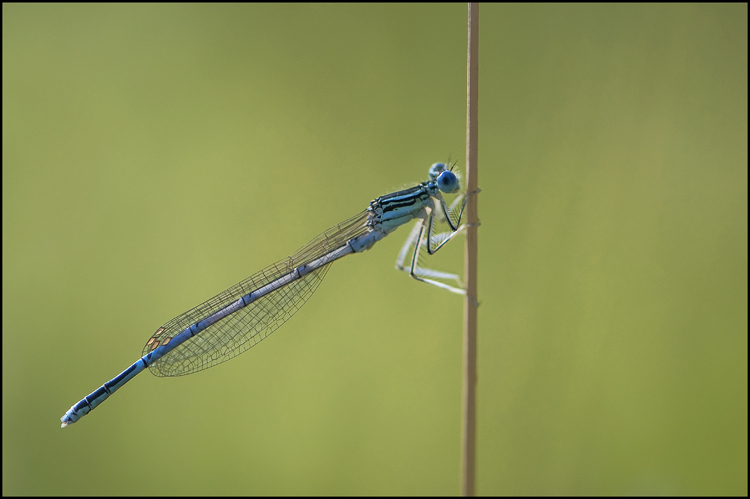 Demoiselle-5.jpg