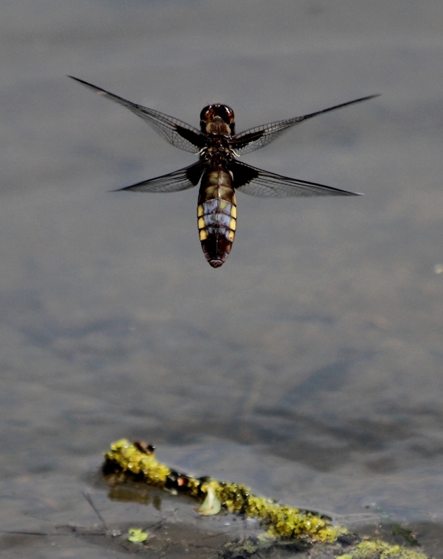 Libellula depressa IMG_9207.JPG