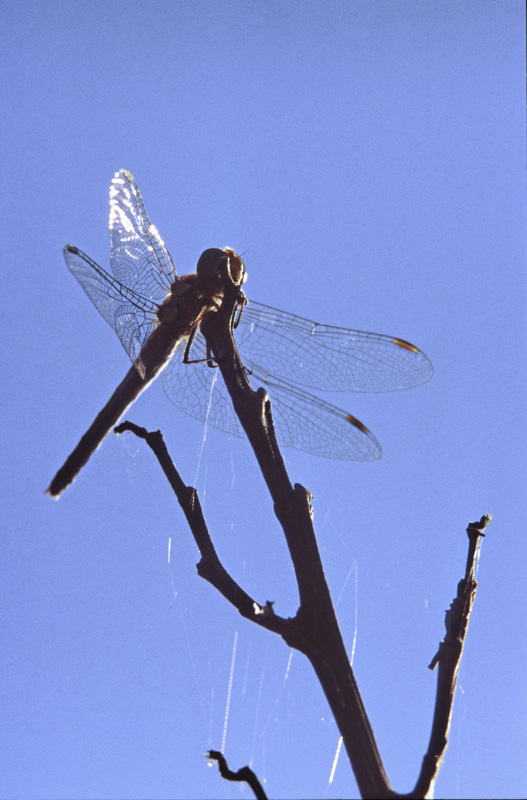 Große Zangenlibelle, Weibchen_DxO.jpg