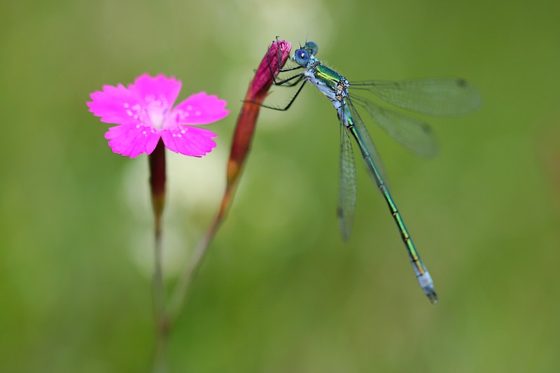 lestes_dryas_5097_800.JPG