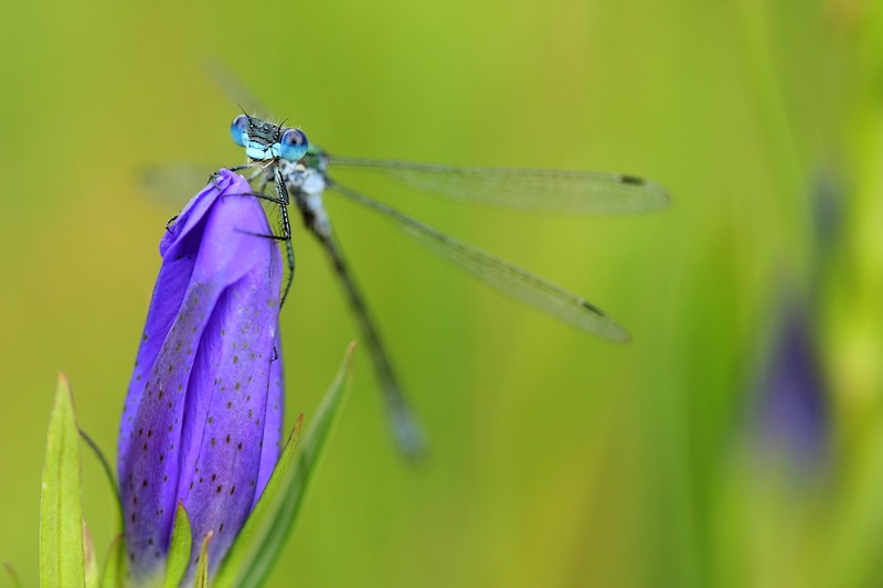 lestes_dryas_2010 344_800.jpg
