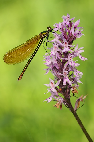 calopteryx_virgo_8895_600.JPG